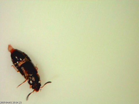 Stafilinide Omalium sp.